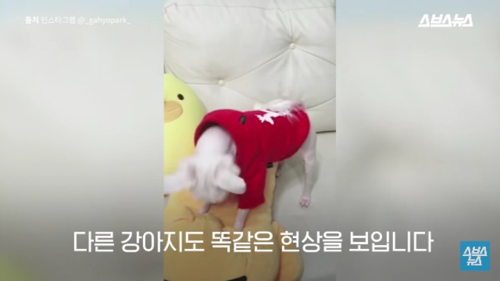 강아지가 신이 나면 재채기 하는 이유 | 인스티즈