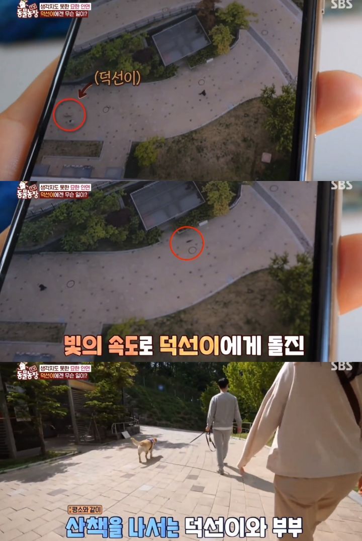 [동물농장] 리트리버에게 푹 빠진 길고양이들.jpg | 인스티즈