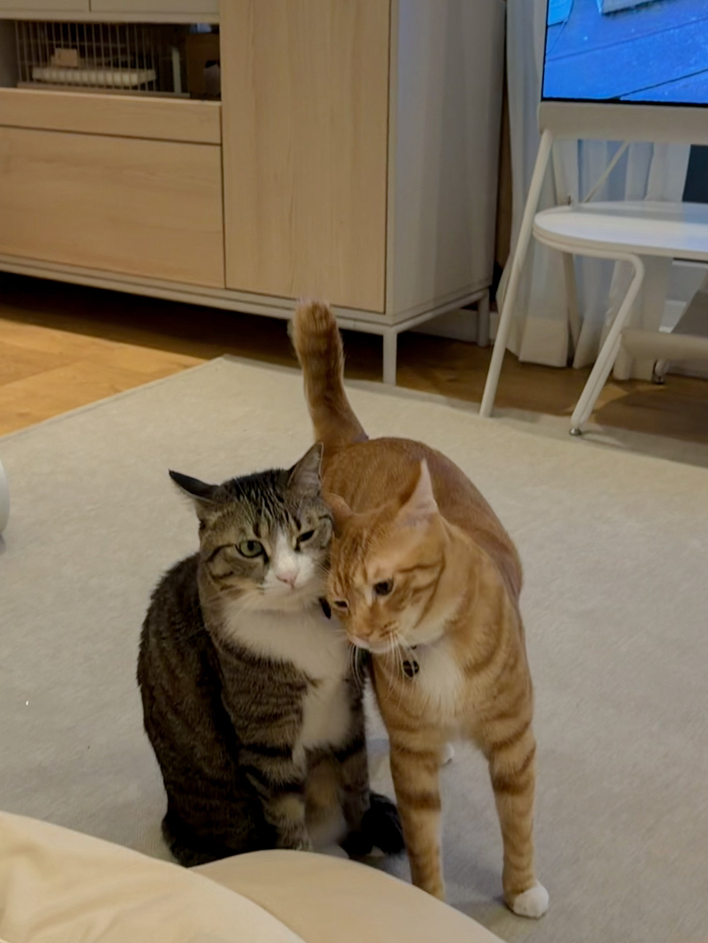 우리집 3냥이 구조전/구조후 비교 | 인스티즈