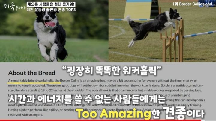 수의사가 말하는 미친 운동량 견종 TOP3 | 인스티즈