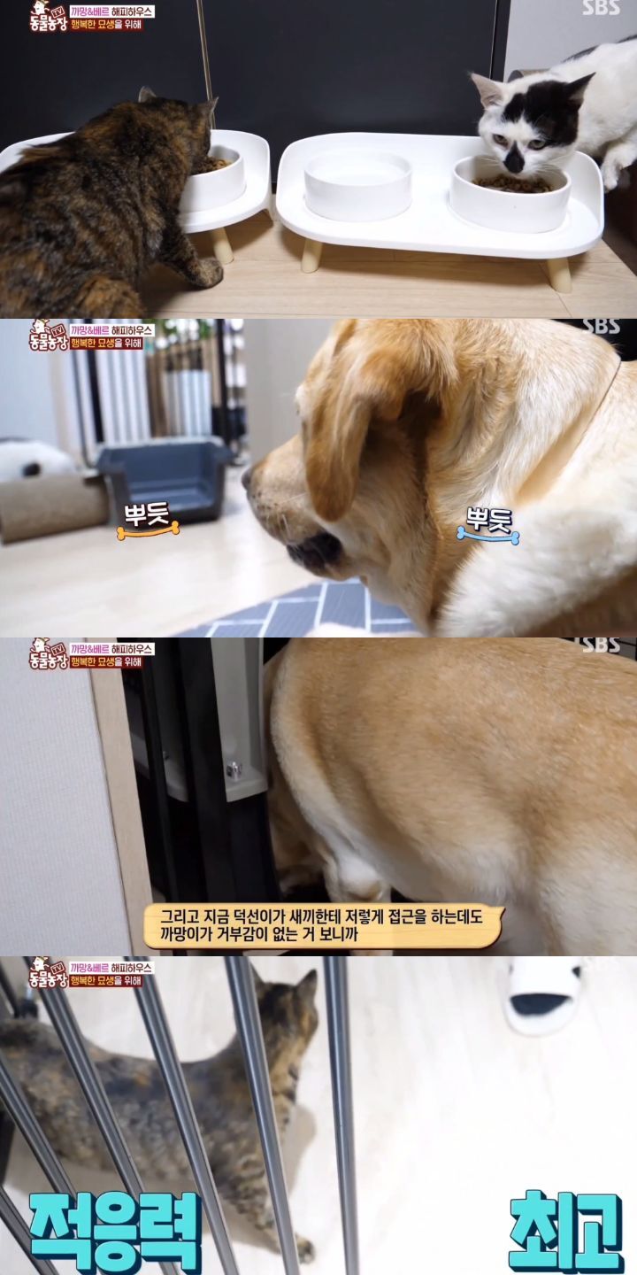 [동물농장] 리트리버에게 푹 빠진 길고양이들.jpg | 인스티즈