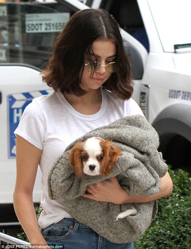 셀레나 고메즈가 키우는 강아지 Charlie gomez | 인스티즈