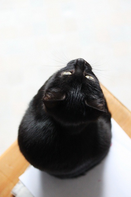 까만 고양이.jpg | 인스티즈