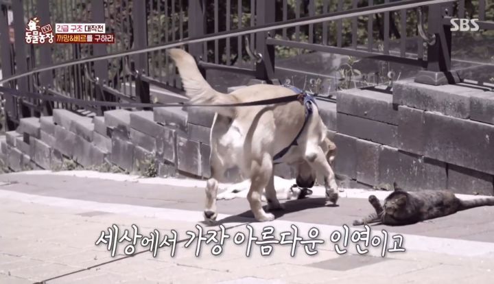 [동물농장] 리트리버에게 푹 빠진 길고양이들.jpg | 인스티즈