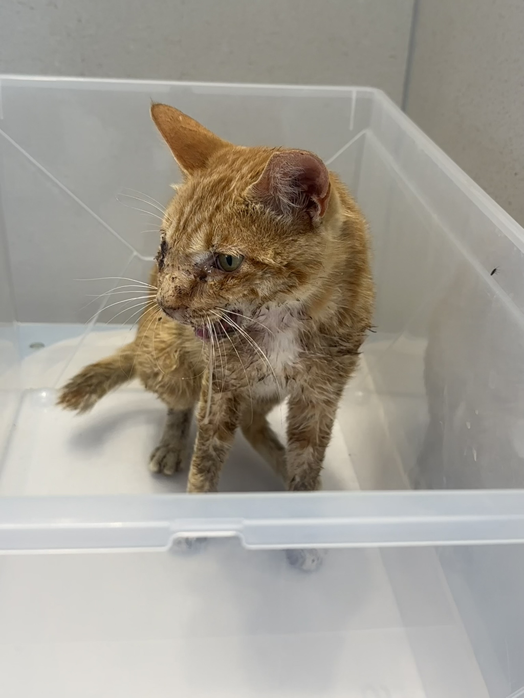 우리집 3냥이 구조전/구조후 비교 | 인스티즈