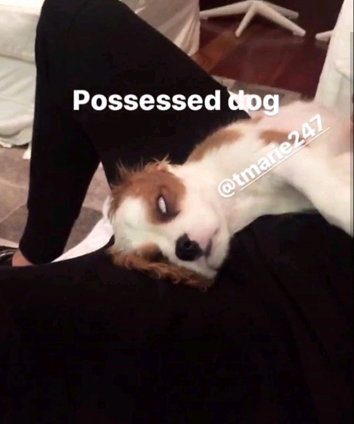 셀레나 고메즈가 키우는 강아지 Charlie gomez | 인스티즈