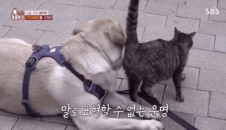 [동물농장] 리트리버에게 푹 빠진 길고양이들.jpg | 인스티즈