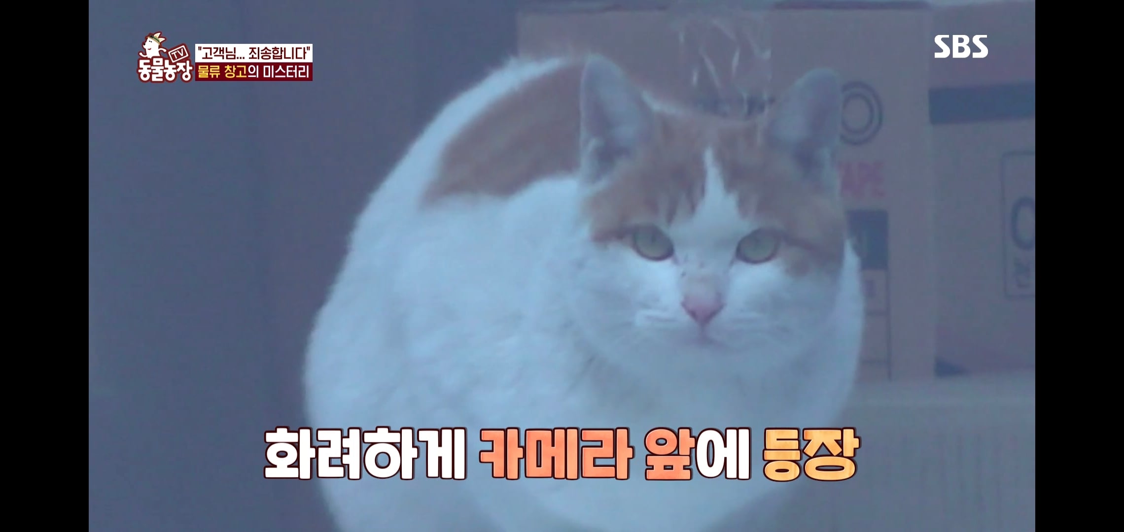 오늘자 동물농장에 나온 100만원 피해 일으킨 진짜 도둑고양이들.jpg | 인스티즈