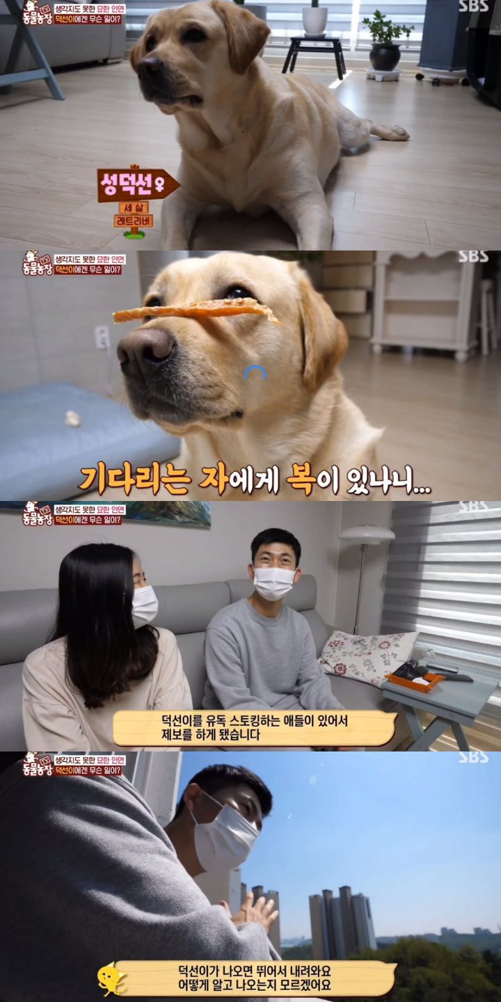 [동물농장] 리트리버에게 푹 빠진 길고양이들.jpg | 인스티즈