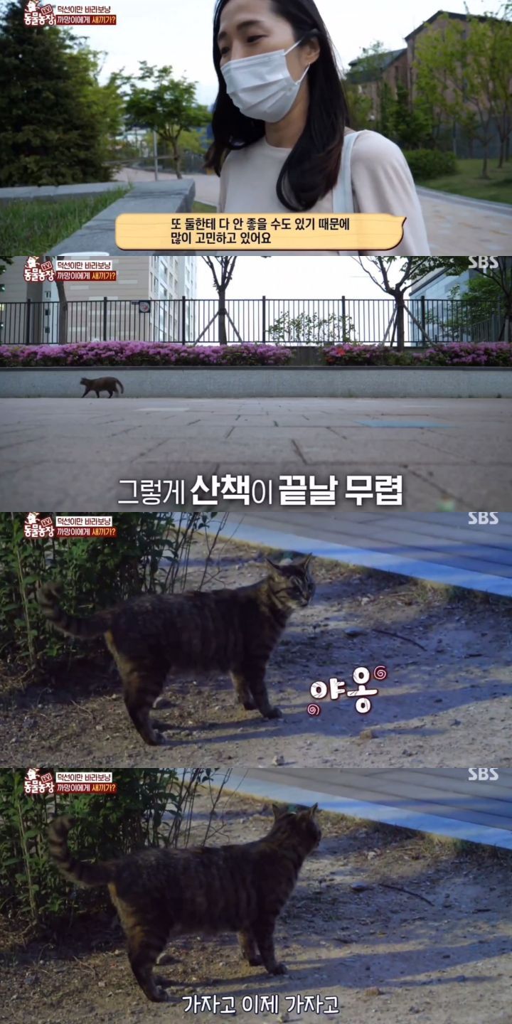 [동물농장] 리트리버에게 푹 빠진 길고양이들.jpg | 인스티즈