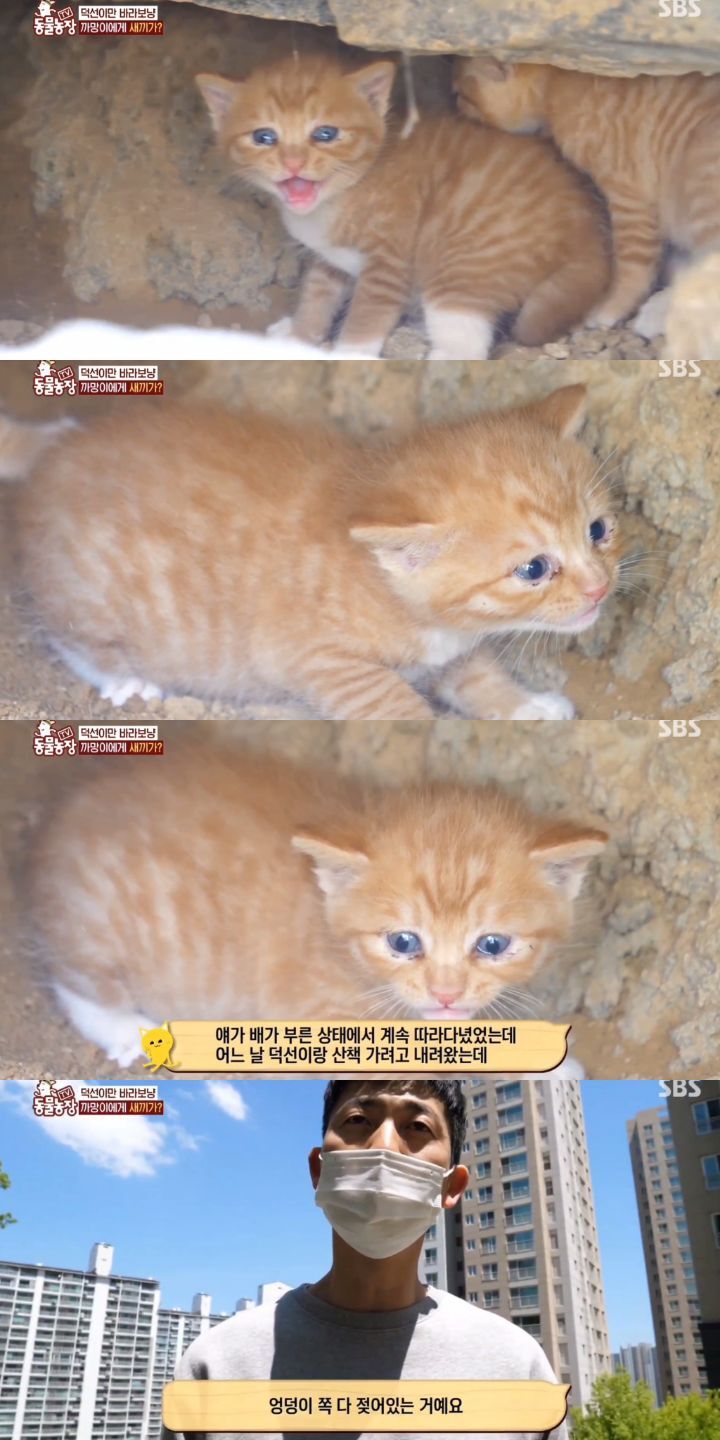 [동물농장] 리트리버에게 푹 빠진 길고양이들.jpg | 인스티즈
