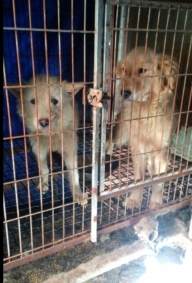 안쓰는 강아지 물품이나 사료 있는 사람들! 보호소에 기증하자!! | 인스티즈