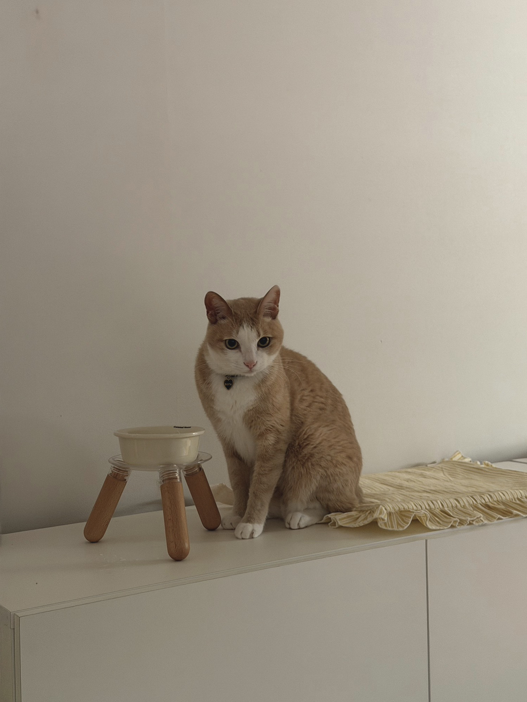 우리집 3냥이 구조전/구조후 비교 | 인스티즈