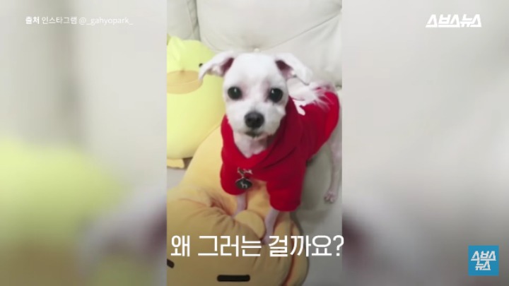 강아지가 신이 나면 재채기 하는 이유 | 인스티즈