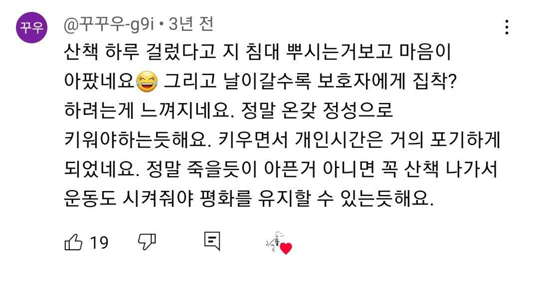 보더콜리를 평화롭게 키우기 위한 산책표 | 인스티즈