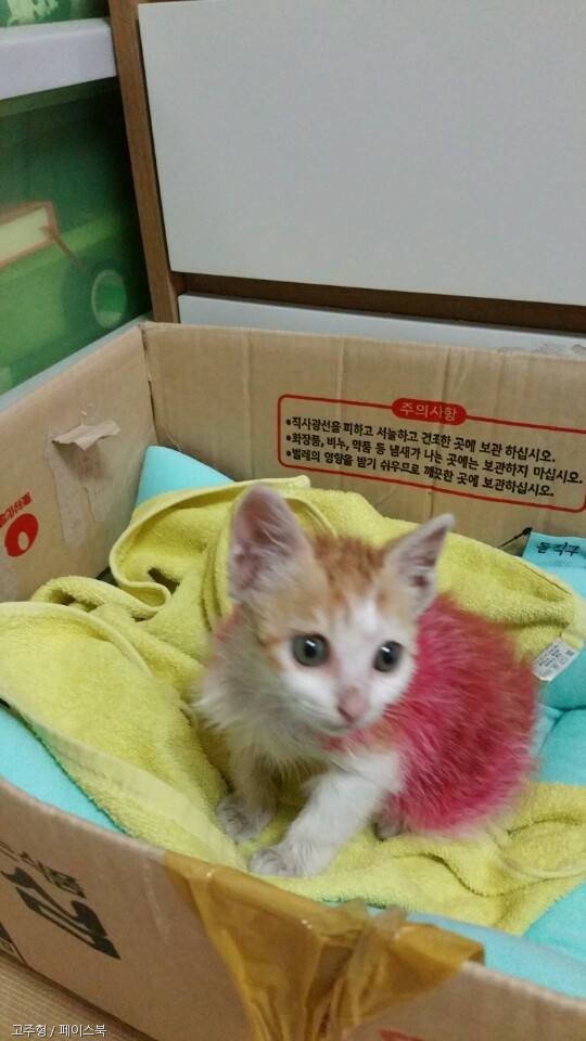 빨간색 마카로 아기고양이 염색한 초등학생들 | 인스티즈