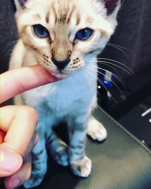 비투비 육성재의 고양이 삼이 | 인스티즈
