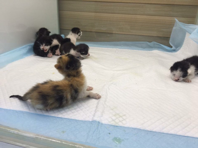 제발!!ㅠㅠ 갓태어난 고양이들,안락사명단 애기들 도와줘.. | 인스티즈