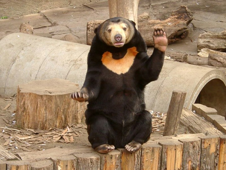 기괴하게 생긴걸로는 만렙보스인 말레이곰 (혐오주의) | 인스티즈