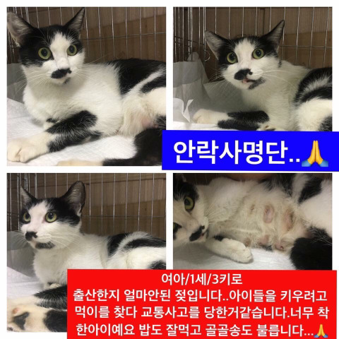 안락사명단 강아지 고양이 너무많아 꼭 봐줘..ㅠㅠ | 인스티즈