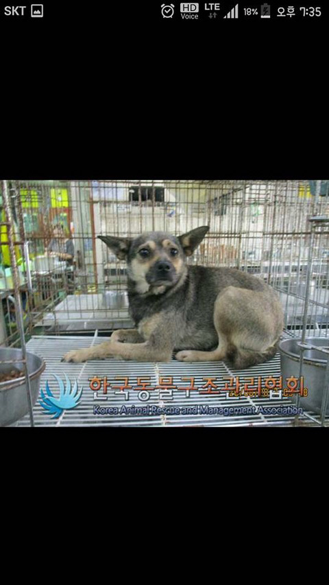 안락사명단 강아지 고양이 너무많아 꼭 봐줘..ㅠㅠ | 인스티즈
