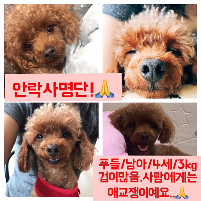 곧 안락사 될 강아지랑 방사 될 고양이 봐줘ㅜㅜ | 인스티즈