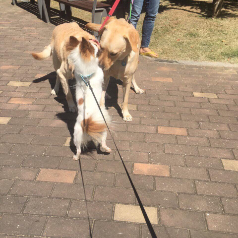 안락사명단 강아지 고양이 너무많아 꼭 봐줘..ㅠㅠ | 인스티즈