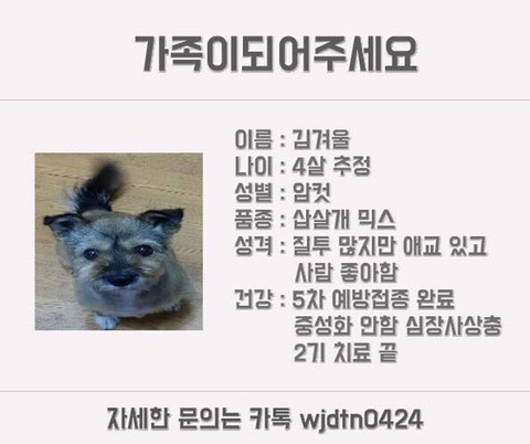 안락사명단 강아지 고양이 너무많아 꼭 봐줘..ㅠㅠ | 인스티즈