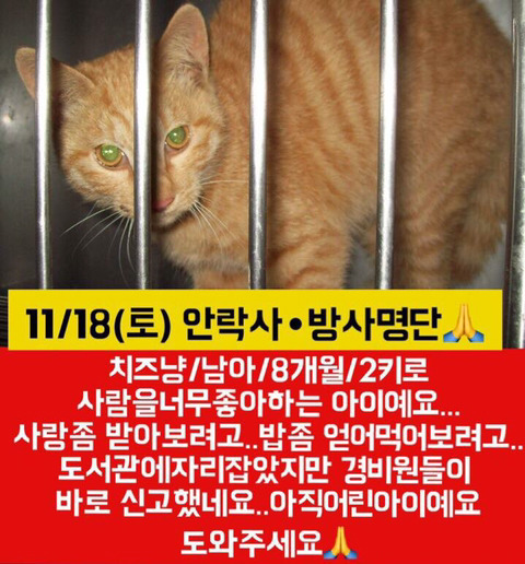 안락사 명단 아이들 보고가줘ㅠㅠ | 인스티즈