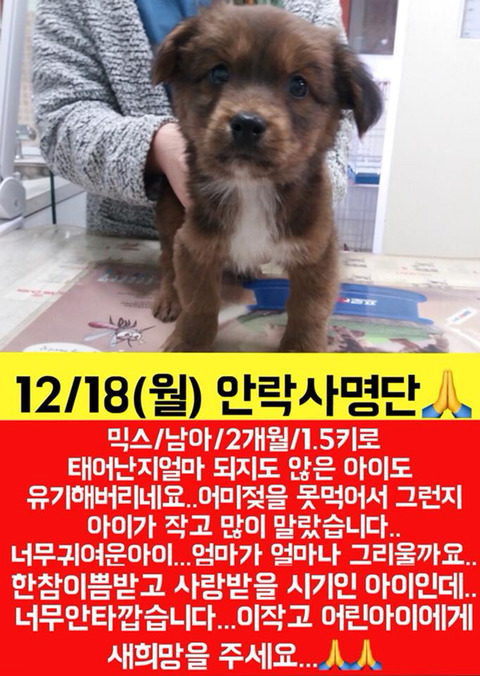 월요일날 안락사될 애기들 보고가줘ㅠㅠㅠ | 인스티즈