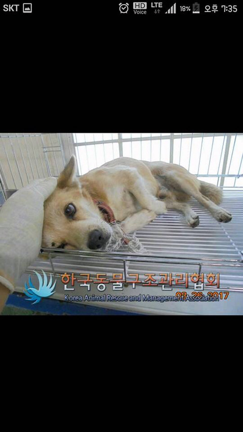 안락사명단 강아지 고양이 너무많아 꼭 봐줘..ㅠㅠ | 인스티즈