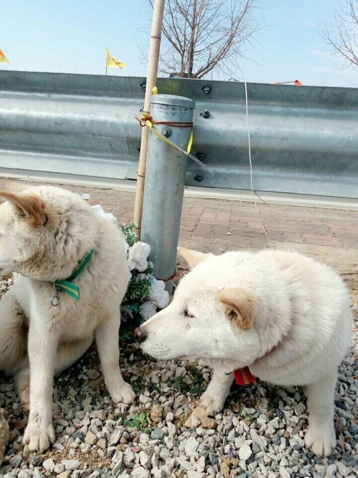 나의 반려견 매실이가 개소주가 되어 돌아온것을 알리니 사람들은 나를 개소주녀 라고 부릅니다 | 인스티즈