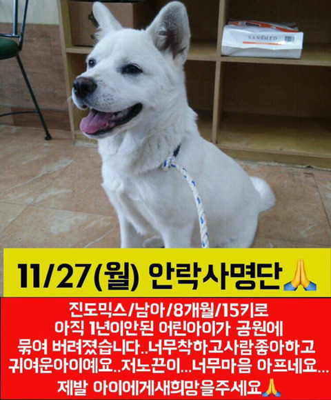 낼 안락사될 아이들 한번씩이라도 보고가줘ㅠㅠㅠ | 인스티즈