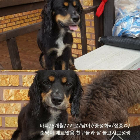 안락사명단 강아지 고양이 너무많아 꼭 봐줘..ㅠㅠ | 인스티즈