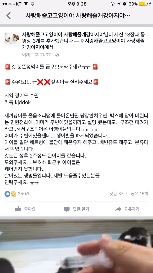 제발!!ㅠㅠ 갓태어난 고양이들,안락사명단 애기들 도와줘.. | 인스티즈