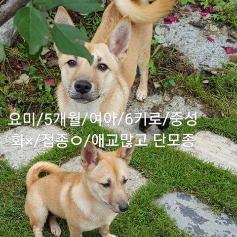 안락사명단 강아지 고양이 너무많아 꼭 봐줘..ㅠㅠ | 인스티즈