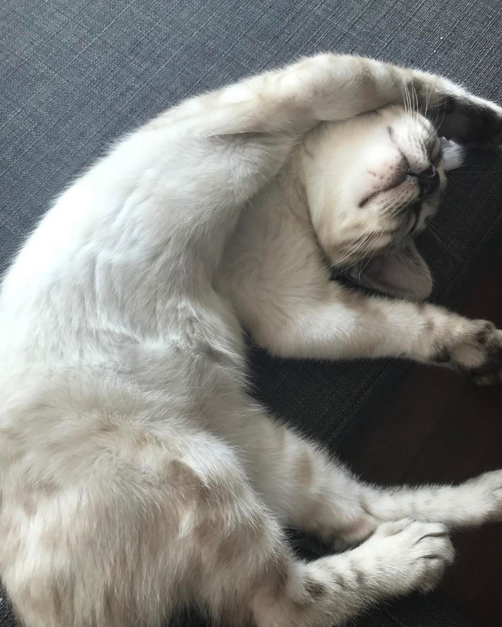 비투비 육성재의 고양이 삼이 | 인스티즈