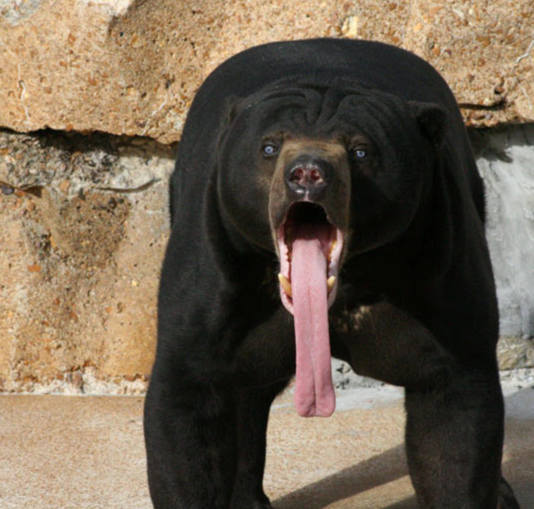 기괴하게 생긴걸로는 만렙보스인 말레이곰 (혐오주의) | 인스티즈