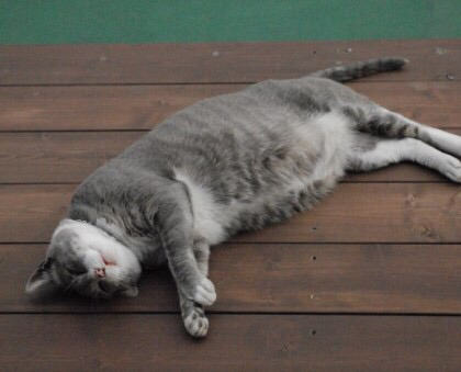 만화가 강풀 정말 무서운사람이네요. 고양이에게 잔인한 고문을.... | 인스티즈