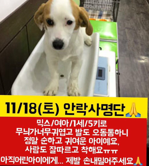 안락사 명단 아이들 보고가줘ㅠㅠ | 인스티즈