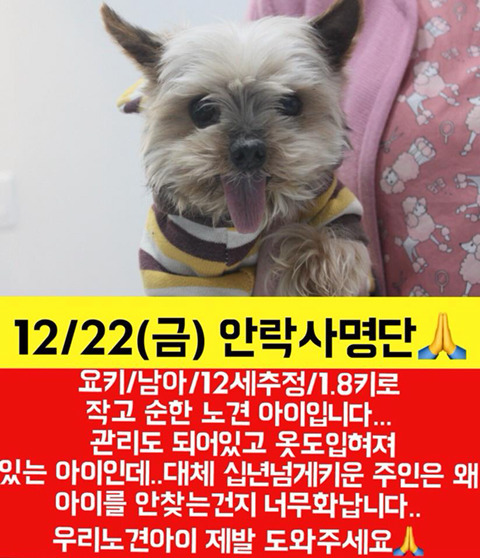 몇시간 후면 안락사될 아이들 보고가줘ㅠㅠㅠ 넘 귀여운 똥강아지도 잇어 | 인스티즈