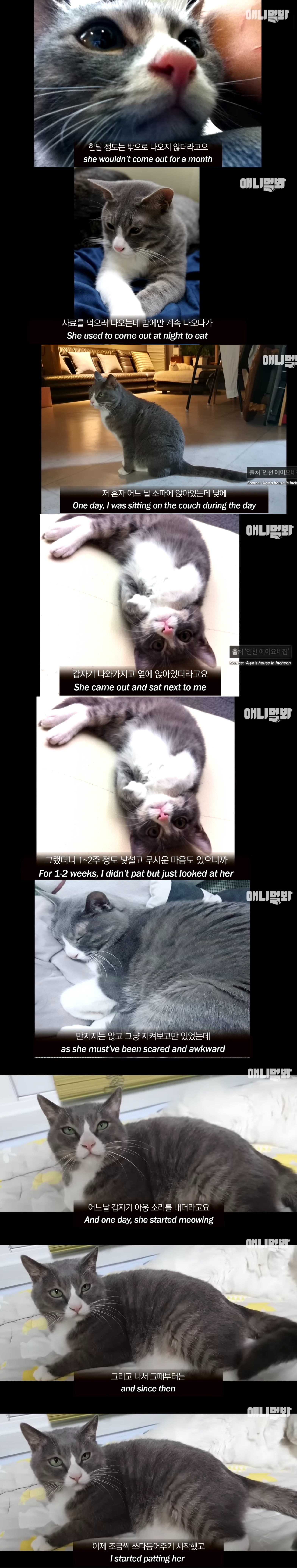 죽은 어미한테 꾹꾹이하던 새끼 고양이 .. 13년 후 | 인스티즈