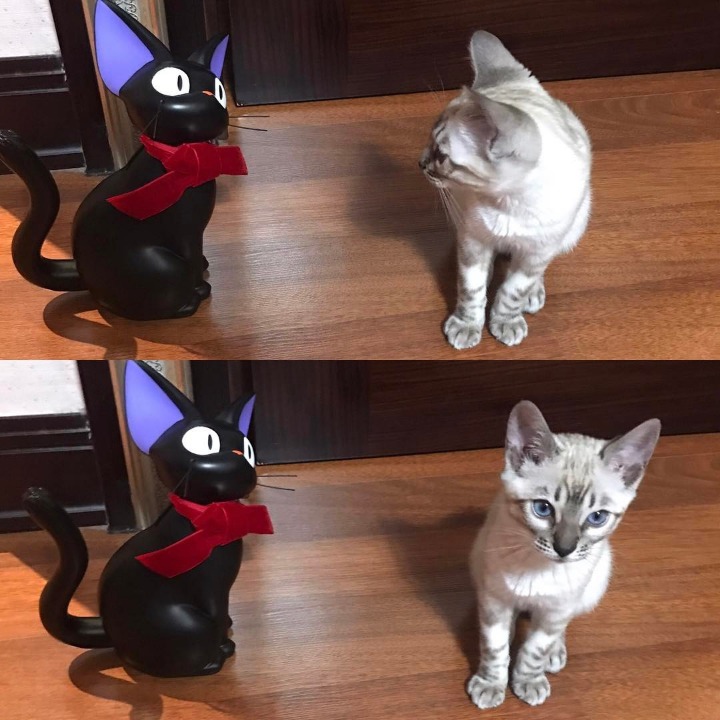 비투비 육성재의 고양이 삼이 | 인스티즈