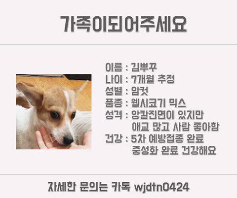 안락사명단 강아지 고양이 너무많아 꼭 봐줘..ㅠㅠ | 인스티즈