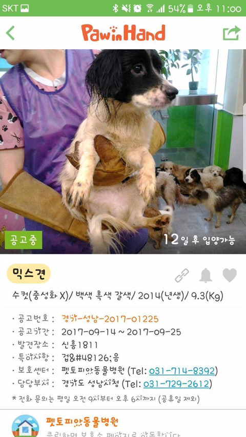 안락사명단 강아지 고양이 너무많아 꼭 봐줘..ㅠㅠ | 인스티즈