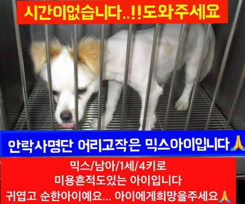 안락사 명단 아이들 보고가줘ㅠㅠ | 인스티즈