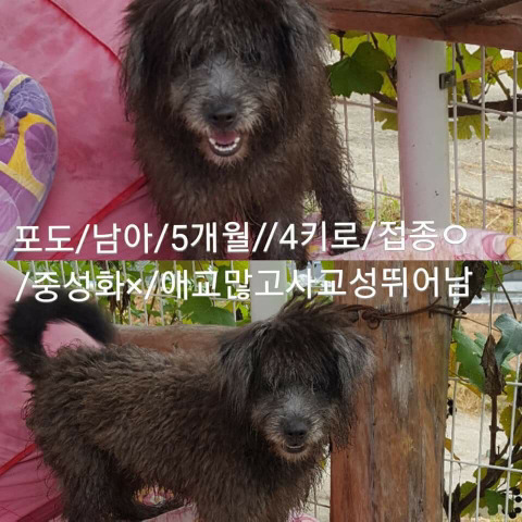 안락사명단 강아지 고양이 너무많아 꼭 봐줘..ㅠㅠ | 인스티즈