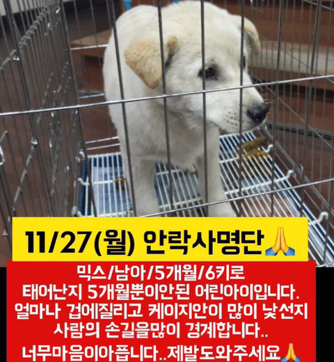 낼 안락사될 아이들 한번씩이라도 보고가줘ㅠㅠㅠ | 인스티즈