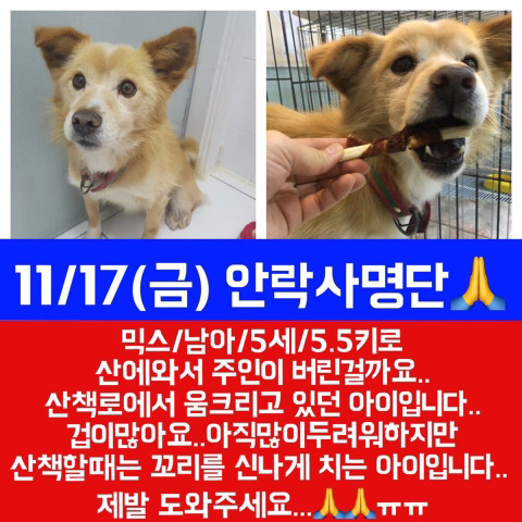 안락사 명단 아이들 보고가줘ㅠㅠ | 인스티즈
