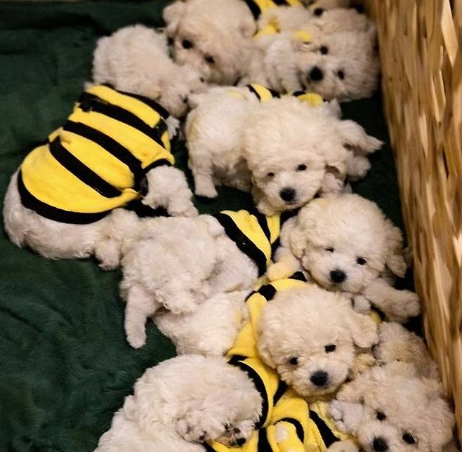 "엄마가 잠든 댕댕이들한테 밥 먹자~ 했더니 난리가 났어요" | 인스티즈